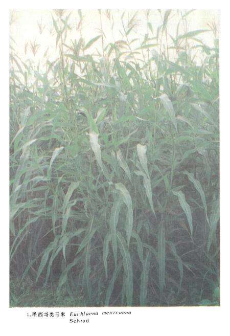 《中国饲用植物志(第三卷)》.pdf电子版_其他志预览图5