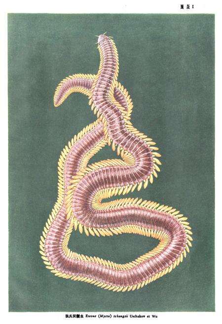 《中国经济动物志环节(多毛纲)、棘皮、原索动物》.pdf电子版_其他志预览图4