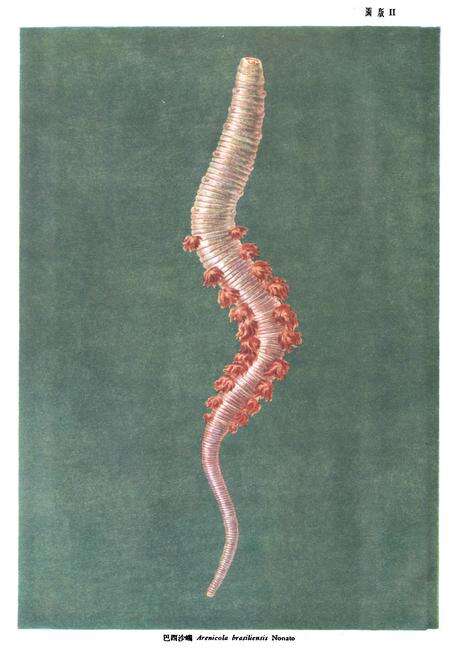 《中国经济动物志环节(多毛纲)、棘皮、原索动物》.pdf电子版_其他志预览图5