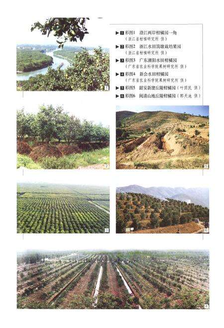 《中国果树志柑橘卷》.pdf电子版_其他志预览图4