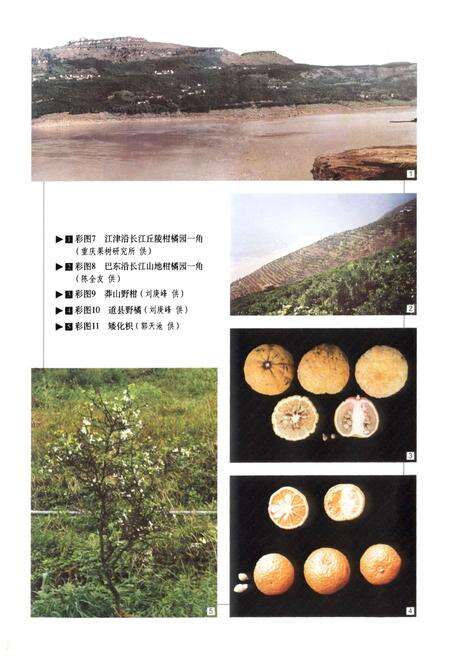 《中国果树志柑橘卷》.pdf电子版_其他志预览图5