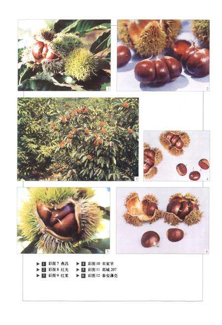 《中国果树志板栗 榛子卷》.pdf电子版_其他志预览图5