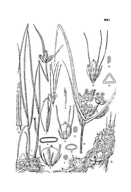 《中国植物志(第十一卷)》.pdf电子版_其他志预览图5