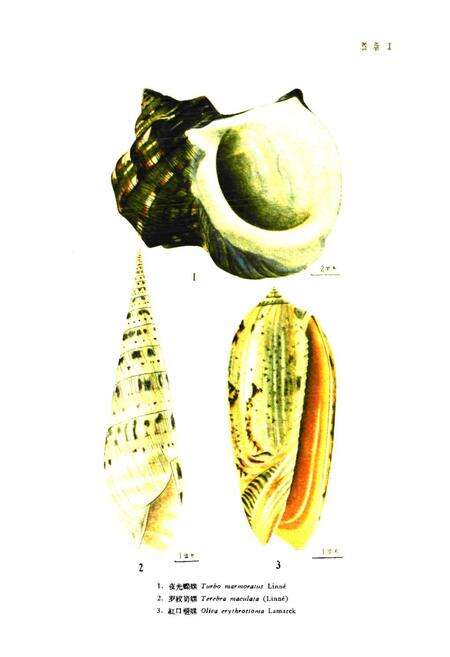 《《中国经济动物志·海产软体动物》》.pdf电子版_其他志预览图3