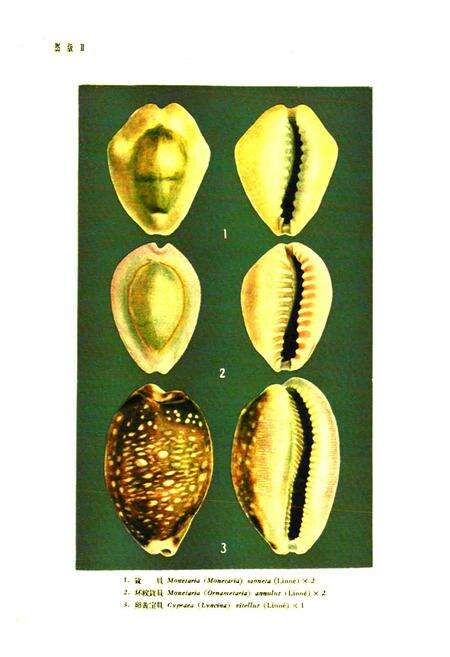 《《中国经济动物志·海产软体动物》》.pdf电子版_其他志预览图4