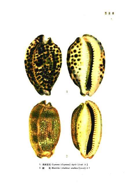 《《中国经济动物志·海产软体动物》》.pdf电子版_其他志预览图5