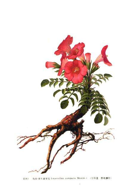 《《中国民族药志(第二卷)》》.pdf电子版_其他志预览图2