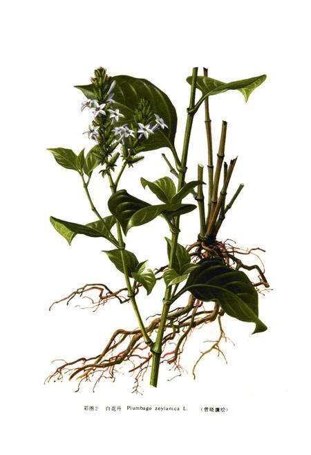 《《中国民族药志(第二卷)》》.pdf电子版_其他志预览图3