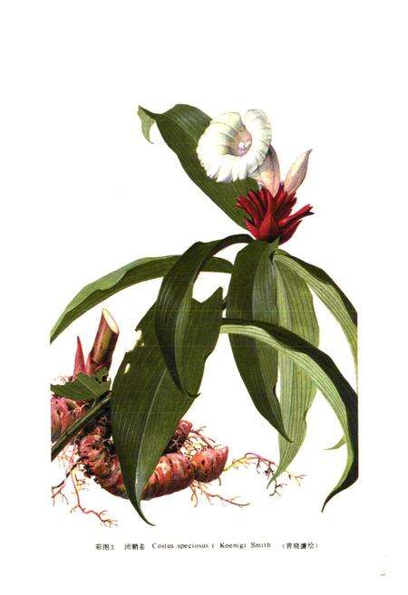 《《中国民族药志(第二卷)》》.pdf电子版_其他志预览图4