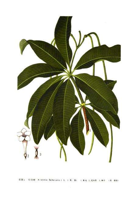 《《中国民族药志(第二卷)》》.pdf电子版_其他志预览图5