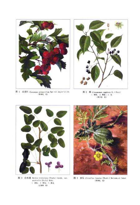 《《新编中药志第五卷》》.pdf电子版_其他志预览图2