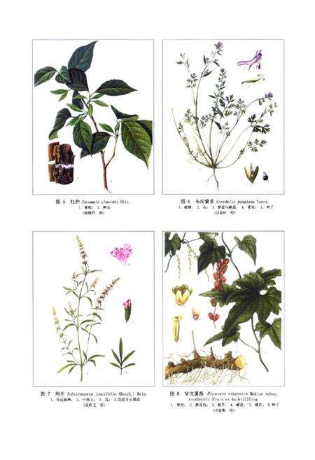 《《新编中药志第五卷》》.pdf电子版_其他志预览图3