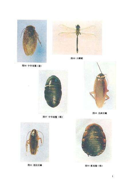 《《中国药用动物志》》.pdf电子版_其他志预览图3