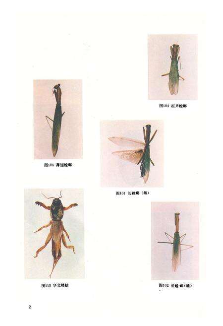 《《中国药用动物志》》.pdf电子版_其他志预览图4