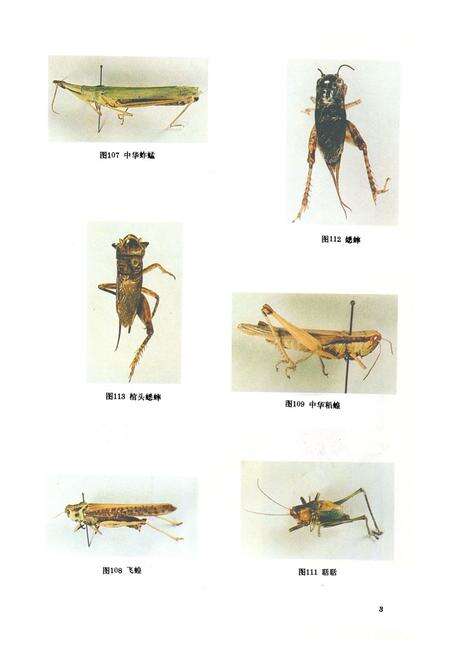 《《中国药用动物志》》.pdf电子版_其他志预览图5