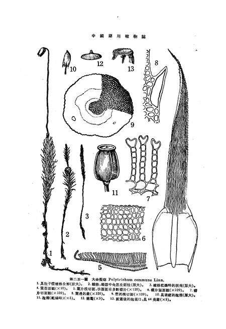 《《中国药用植物志(第六册)》》.pdf电子版_其他志预览图5