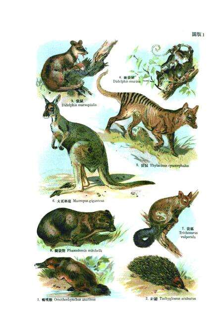 《代表性的哺乳动物志》.pdf电子版_其他志预览图1