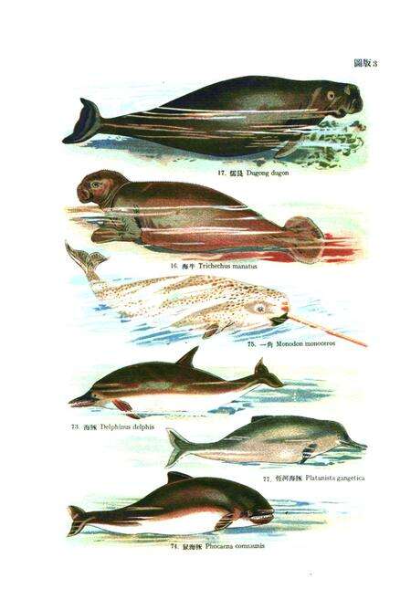 《代表性的哺乳动物志》.pdf电子版_其他志预览图3