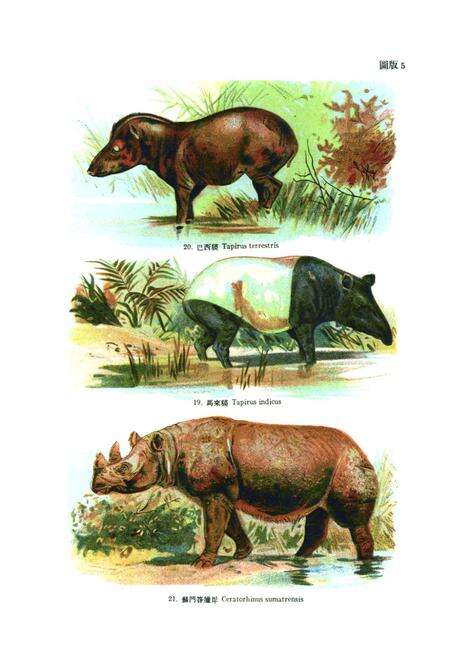 《代表性的哺乳动物志》.pdf电子版_其他志预览图5