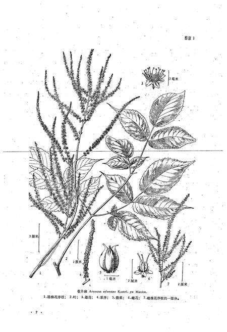 《东北草本植物志(第五卷)》.pdf电子版_其他志预览图5