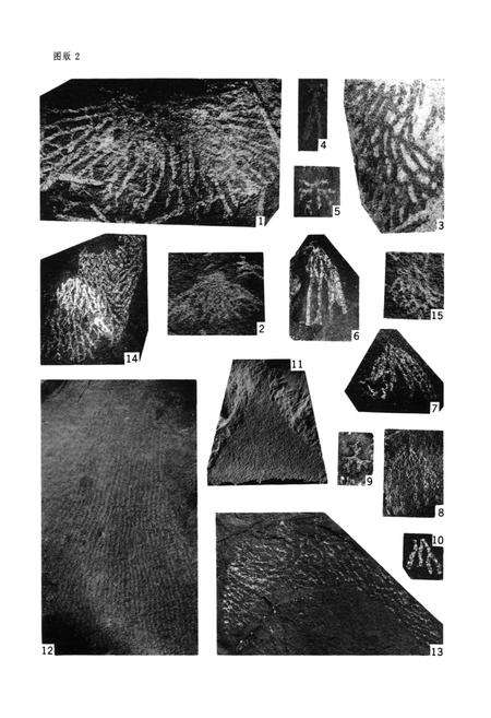 《中国生物志·华中区上奥陶统笔石》.pdf电子版_其他志预览图5