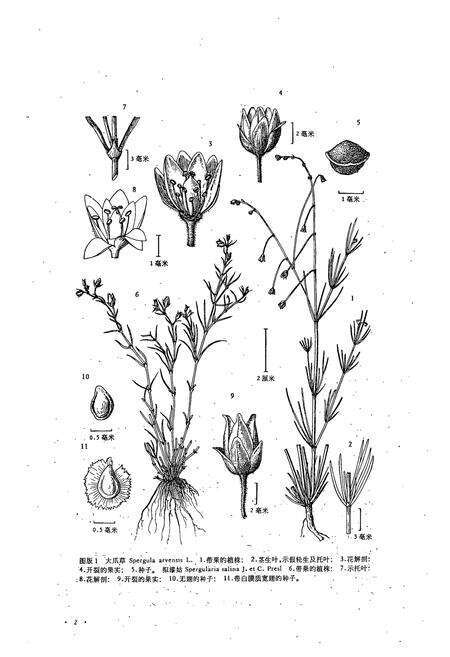 《东北草本植物志(第三卷)》.pdf电子版_其他志预览图5