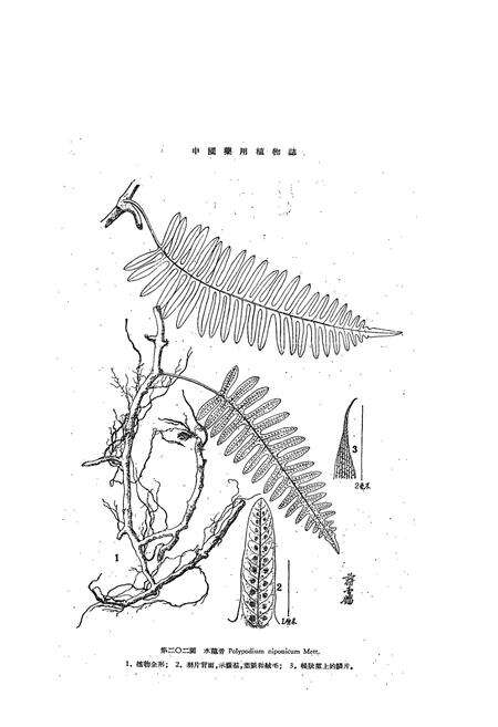 《中国药用植物志(第五册)》.pdf电子版_其他志预览图5