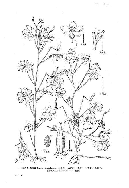 《东北草本植物志(第六卷)》.pdf电子版_其他志预览图5