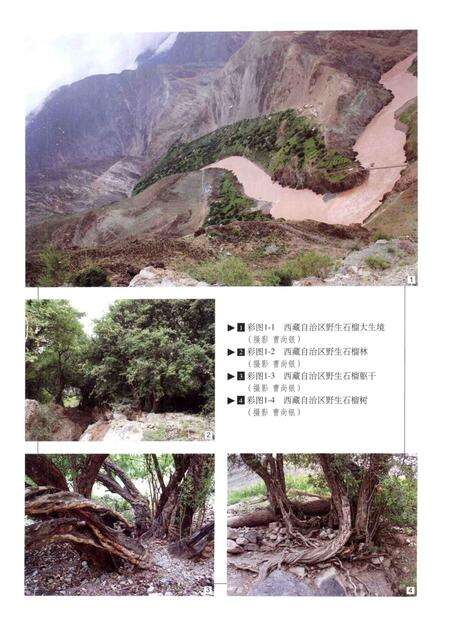 《中国果树志 石榴卷》.pdf电子版_其他志预览图4