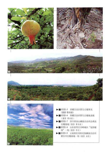 《中国果树志 石榴卷》.pdf电子版_其他志预览图5