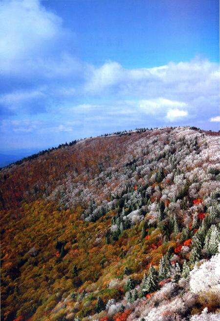 《中国长白山食用植物彩色图志》.pdf电子版_其他志预览图5