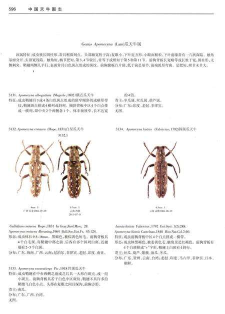 《中国天牛图志(基础篇)》.pdf电子版_其他志预览图5