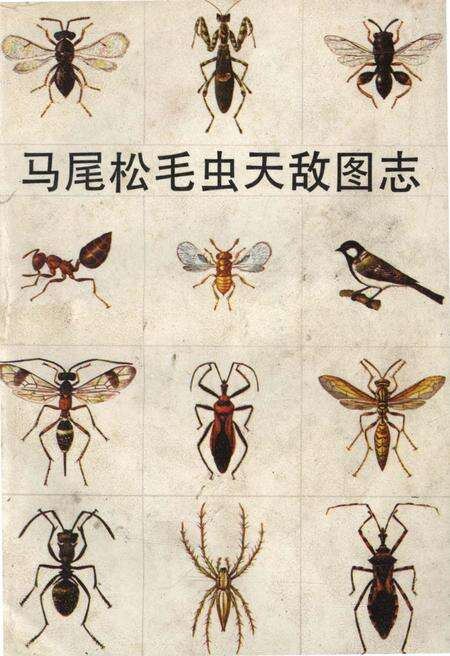 《马尾松毛虫天敌图志》.pdf电子版_其他志缩略图