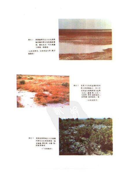 《中国盐渍土》.pdf电子版_其他志预览图2