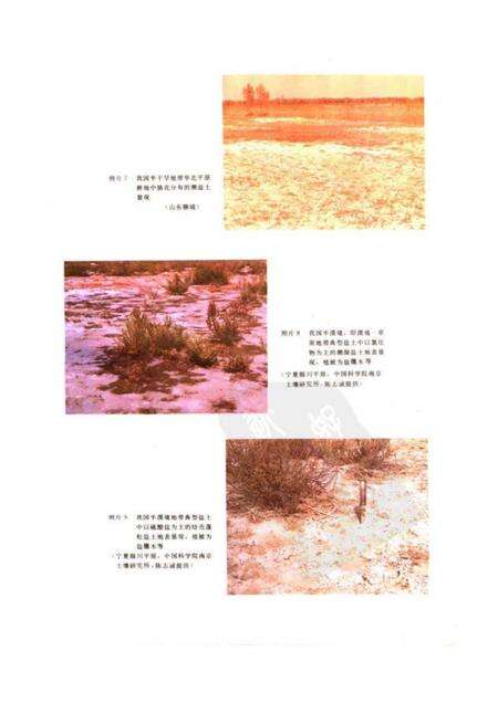 《中国盐渍土》.pdf电子版_其他志预览图4