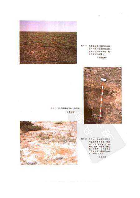 《中国盐渍土》.pdf电子版_其他志预览图5