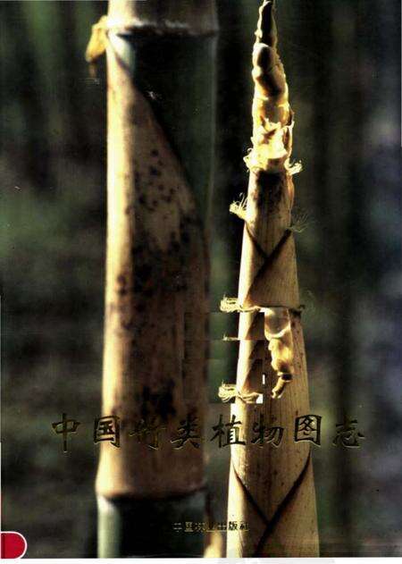 《中国竹类植物图志》.pdf电子版_其他志缩略图