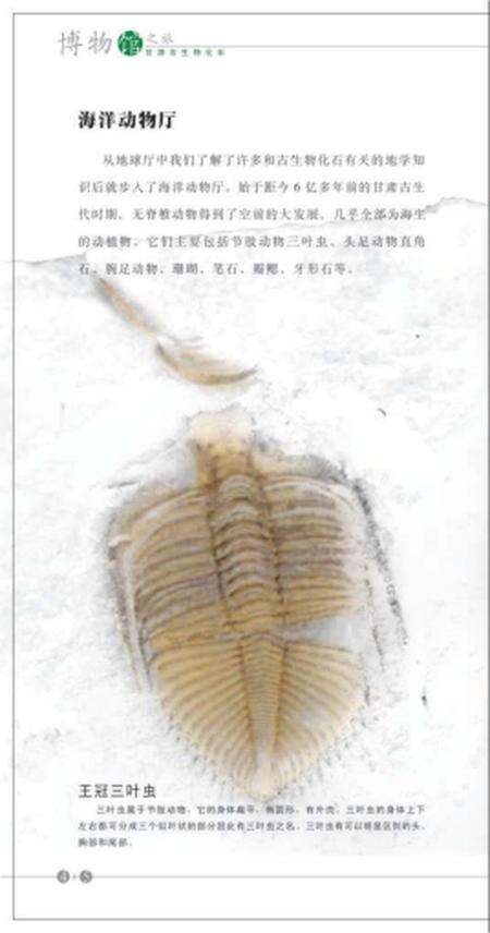 《博物馆 古生物化石》.pdf电子版_其他志预览图5