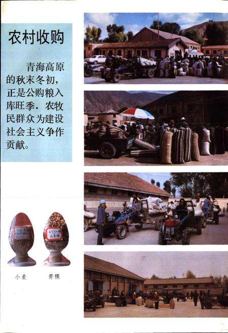 《青海粮食志》.pdf电子版_青海省志预览图5