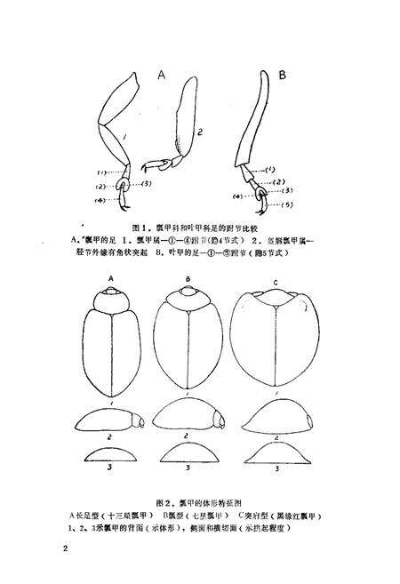 《青海经济昆虫图志·瓢甲科》.pdf电子版_青海省志预览图4