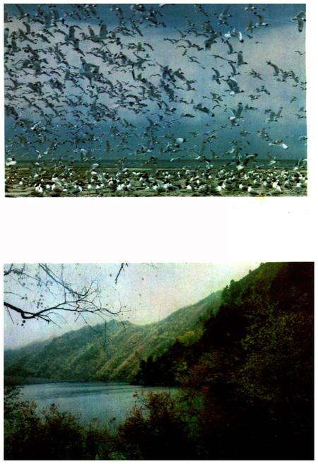 《青海风物志》.pdf电子版_青海省志预览图4