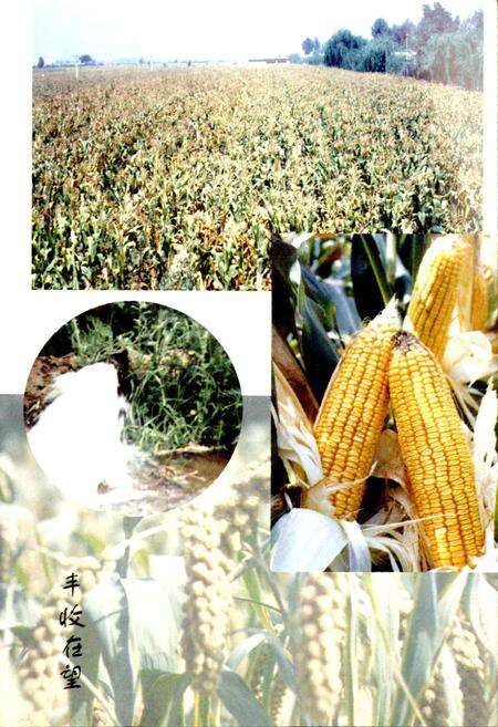 《神山村志》.pdf电子版_山西省志预览图5