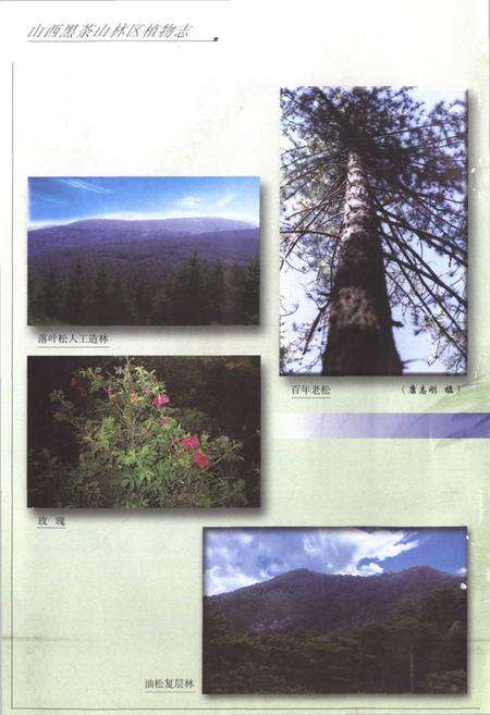 《山西黑茶山林区植物志》.pdf电子版_山西省志预览图3