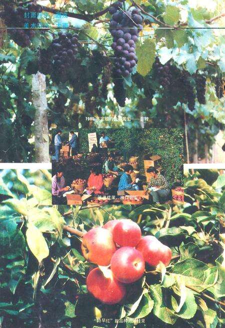 《临汾市果树场志(1958.10-1988.10)》.pdf电子版_山西省志预览图4