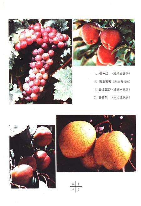 《《山西果树志》》.pdf电子版_山西省志预览图4