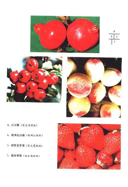 《《山西果树志》》.pdf电子版_山西省志预览图5