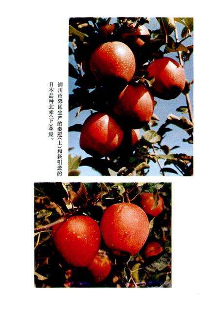 《铜川郊区苹果志》.pdf电子版_陕西省志预览图4