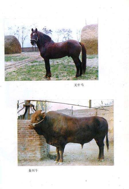 《宝鸡市畜牧志》.pdf电子版_陕西省志预览图3