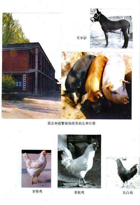 《宝鸡市畜牧志》.pdf电子版_陕西省志预览图4