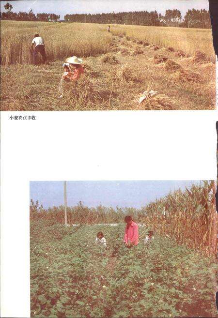 《陕西省高陵县地名志》.pdf电子版_陕西省志预览图4